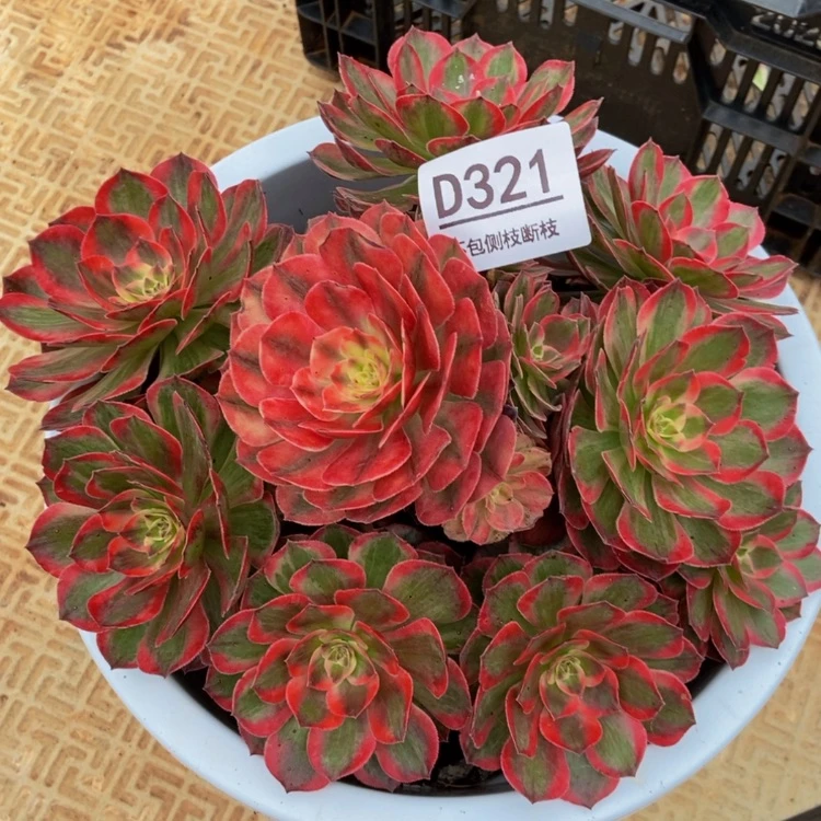 【闪购商品】321云荷多肉
