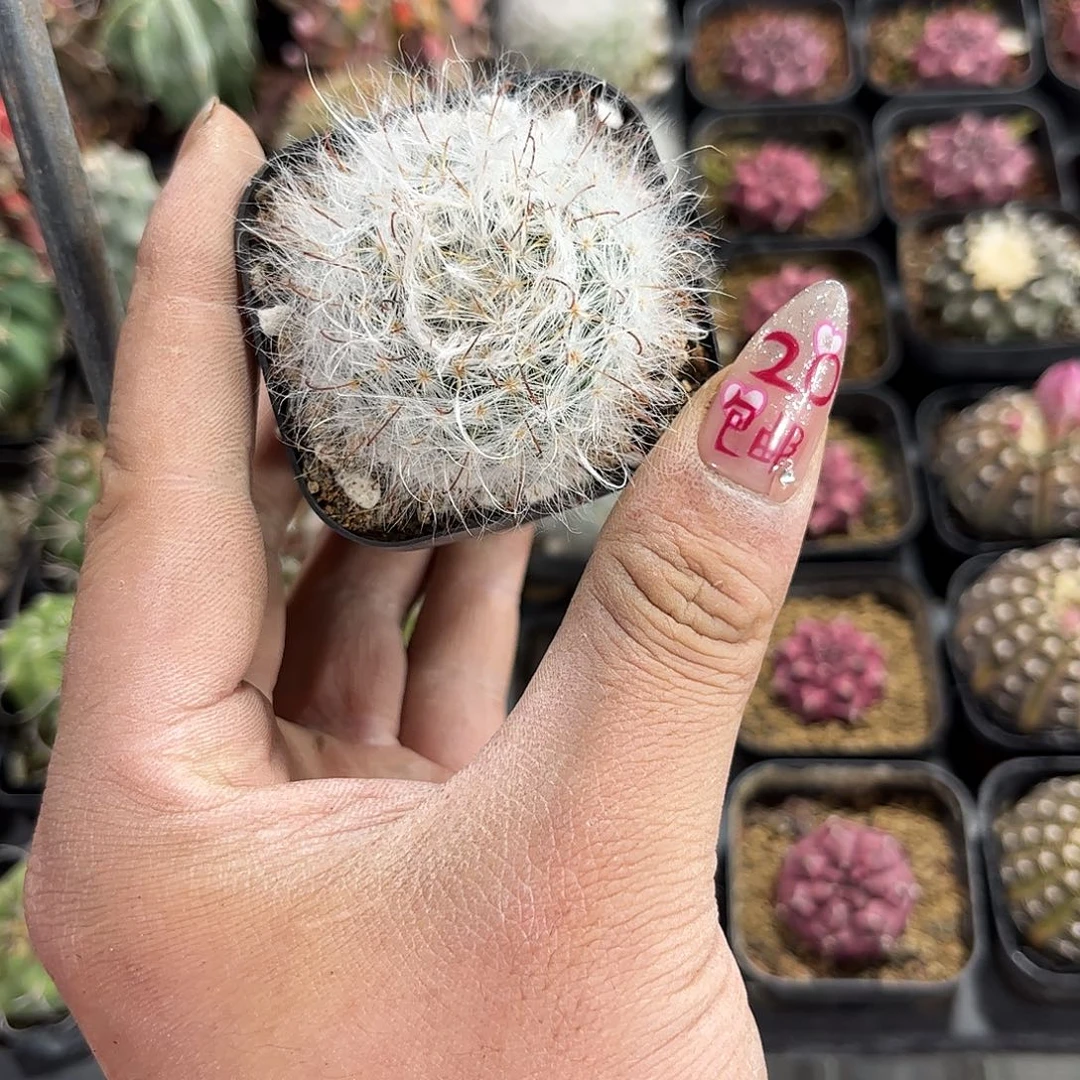 丽光殿单头发货有根发货