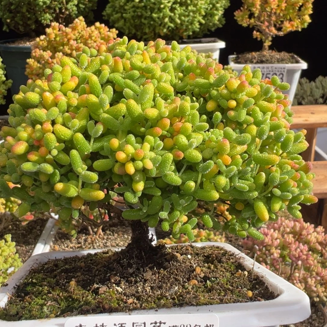 D7527蜜桔糖球枝干