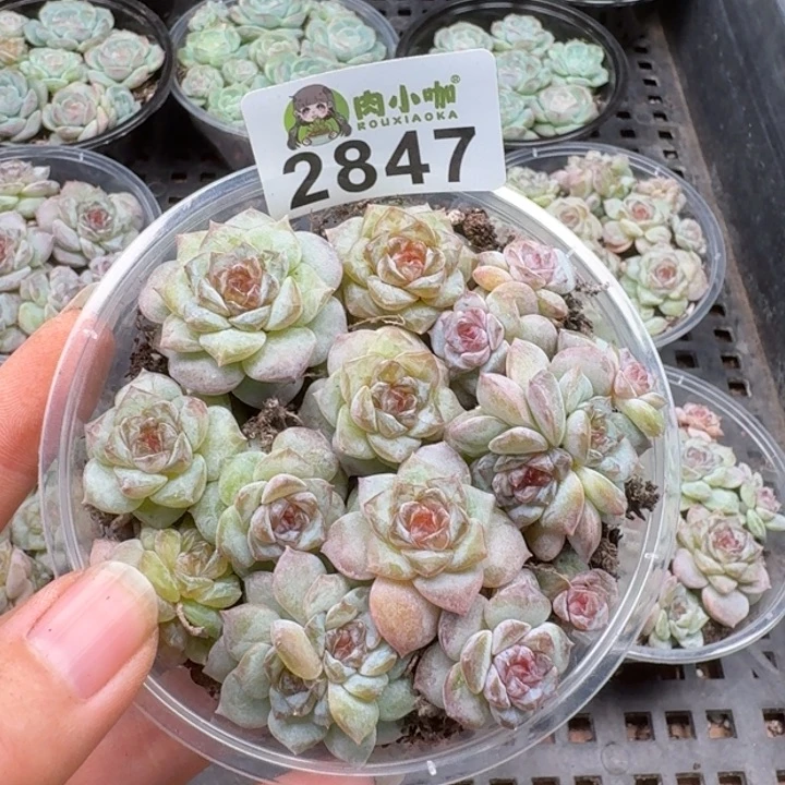 多肉植物多肉植物