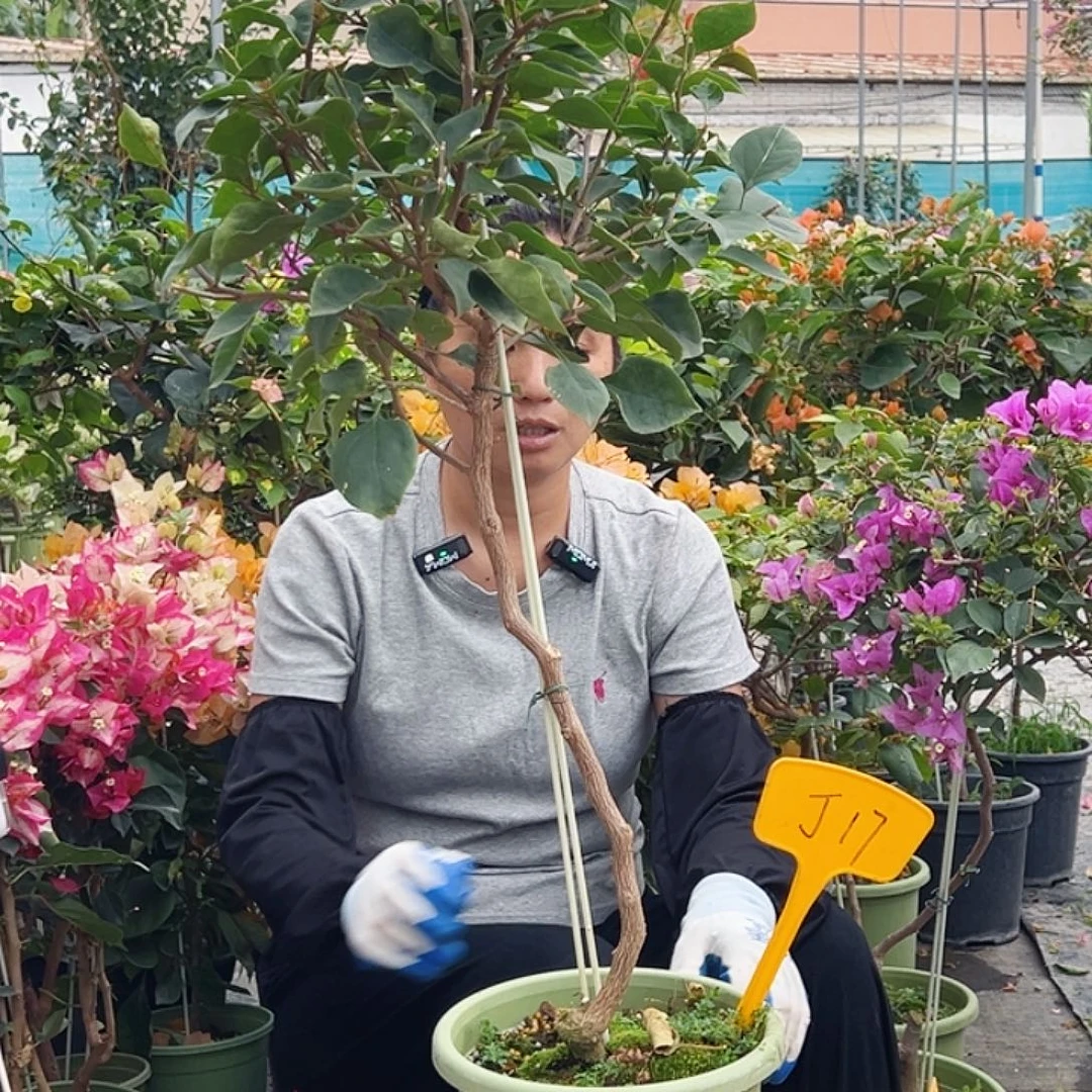 欧***号大部分花苞少量开放J17不甜西瓜