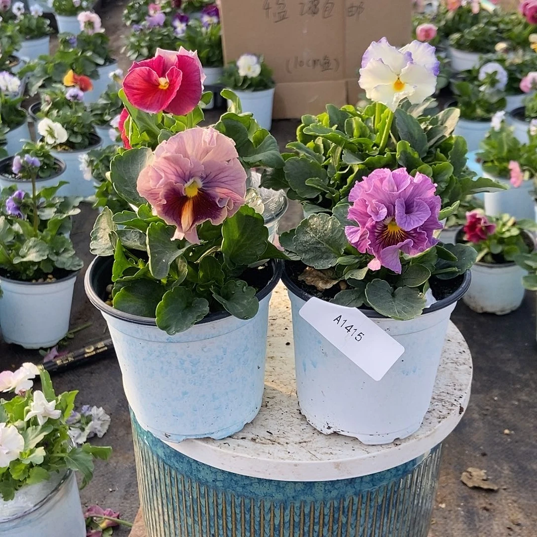 大部分花苞少量开放1415