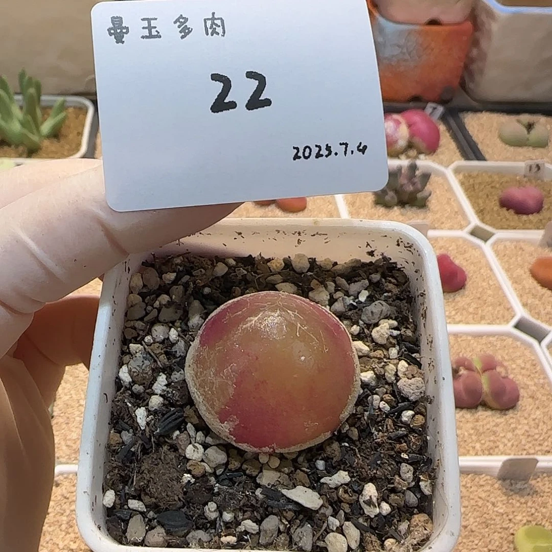 多肉多肉多肉7.4-022