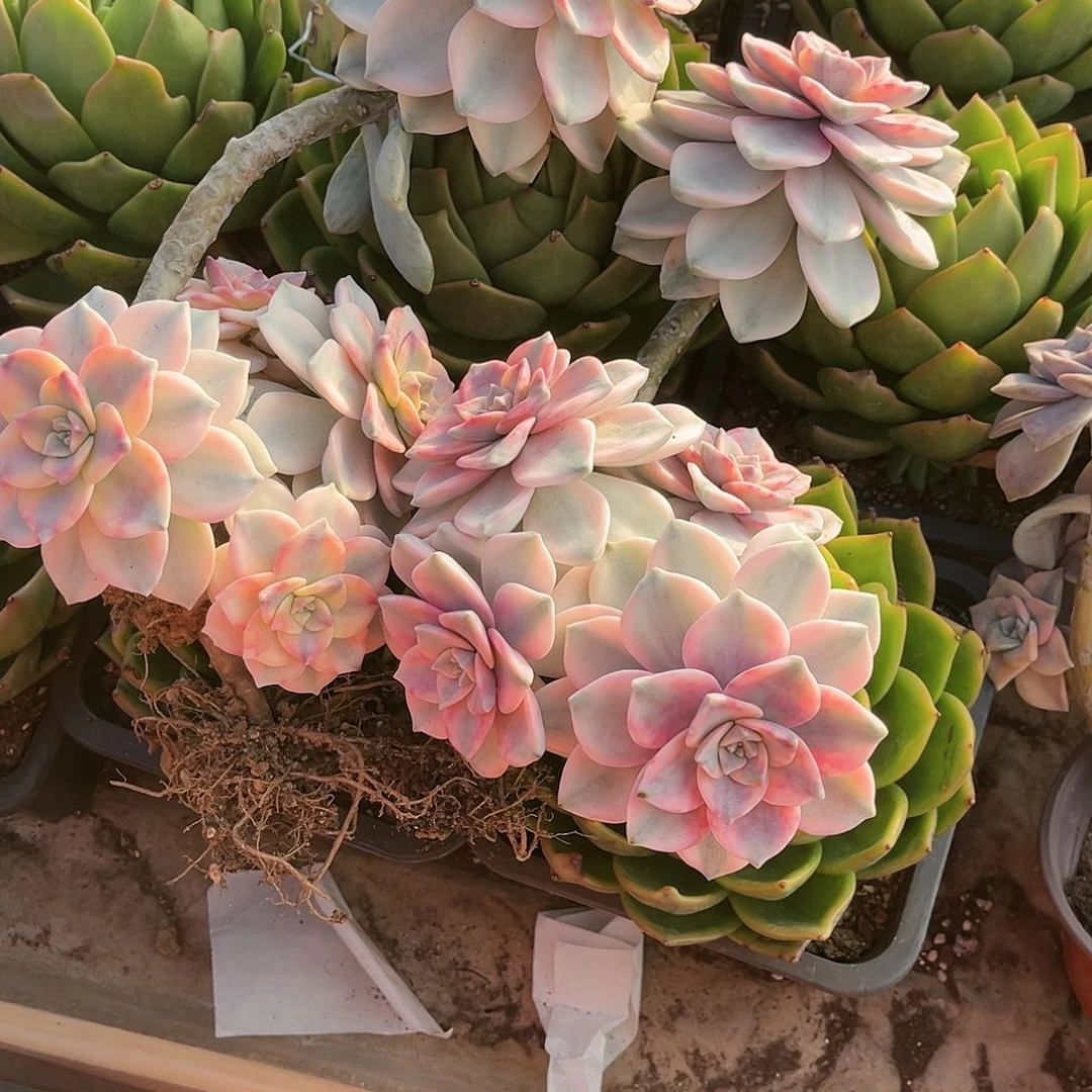 毛*多肉植物两颗紫乐景C1