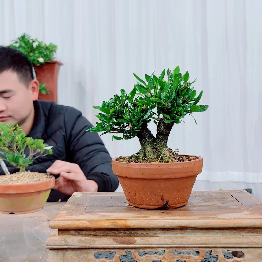 红陶叫***o清誉栀子花