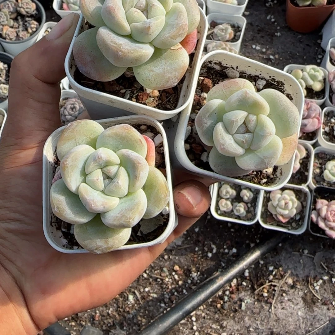 小卡拉米糖心一物一拍
