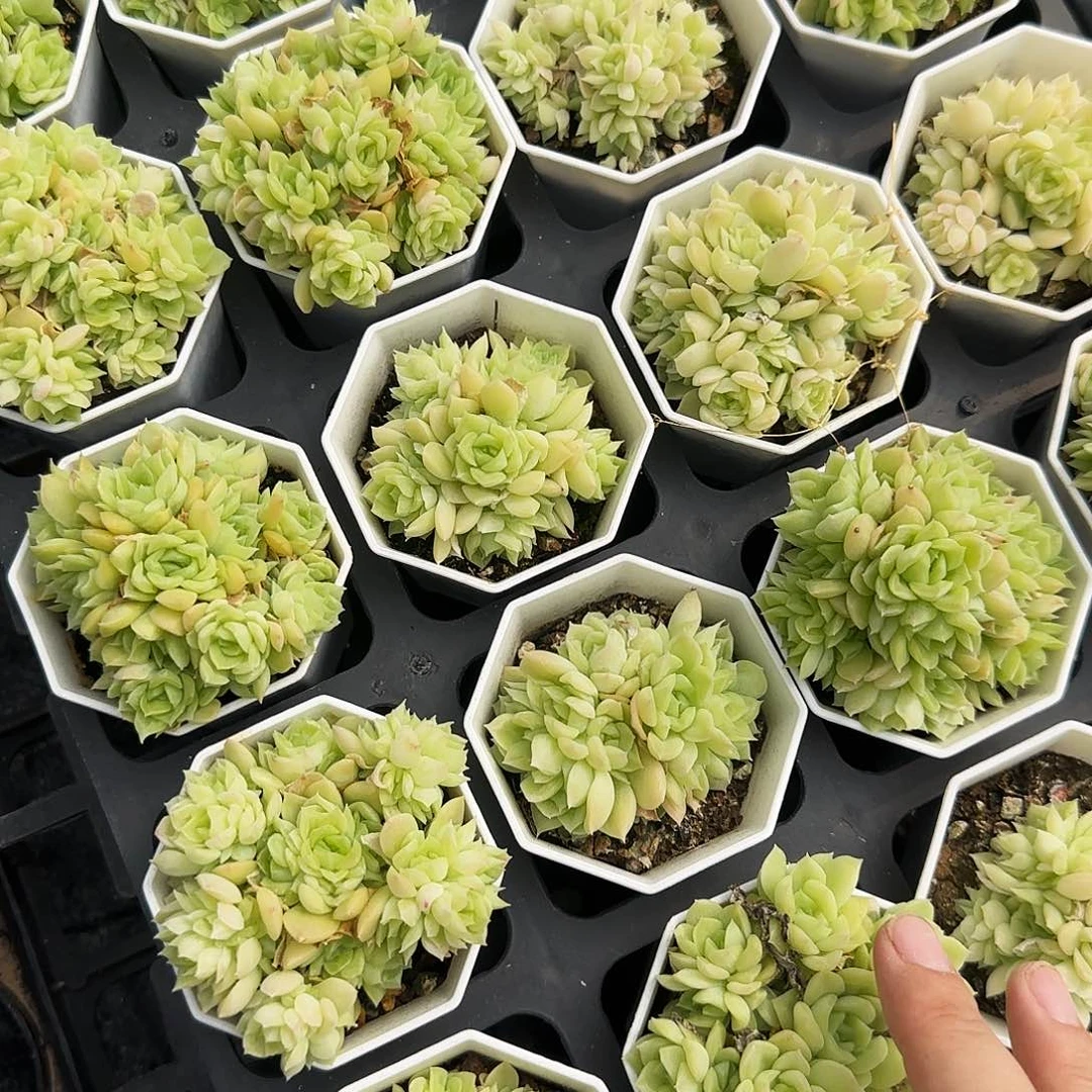 爱杜丽尔=盆满25包邮