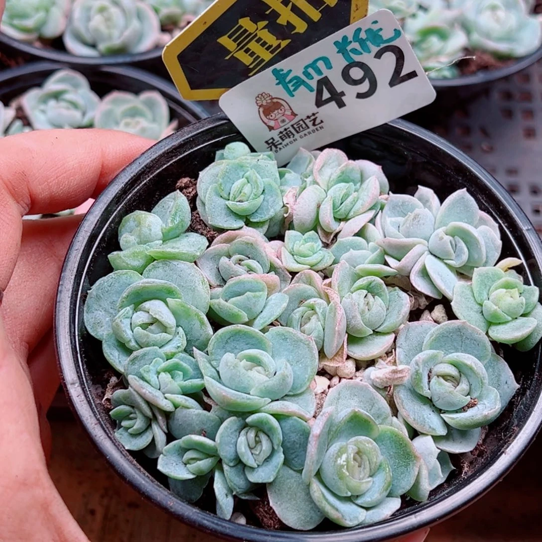 多肉植物多肉植物