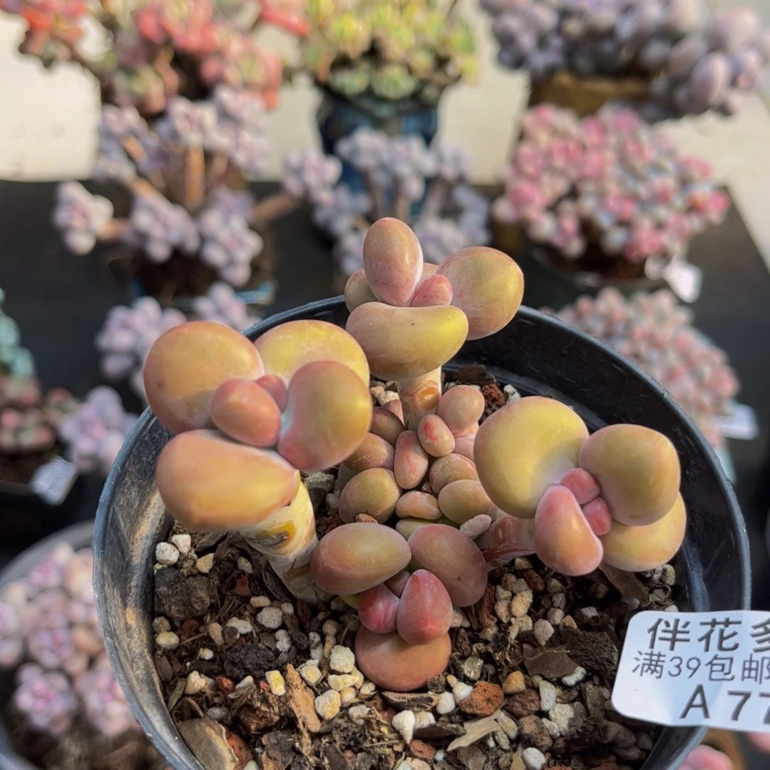 776/6cm芒果kk奶多肉