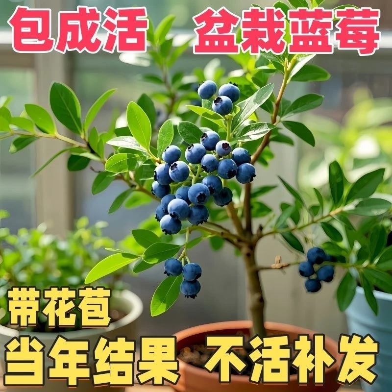 【良心处理】正宗蓝莓果树苗原盆原土带果发货 全国可种 当年结果