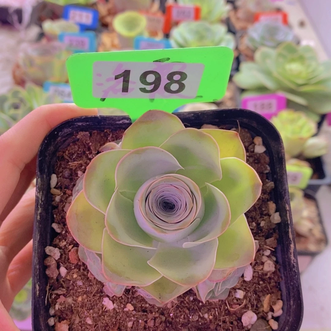 山地玫瑰一物一拍198