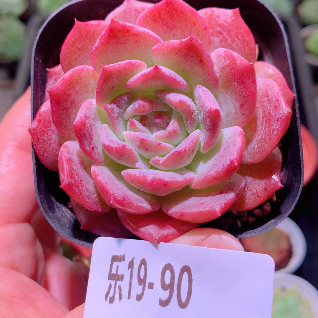 乐然19-90 新品单头