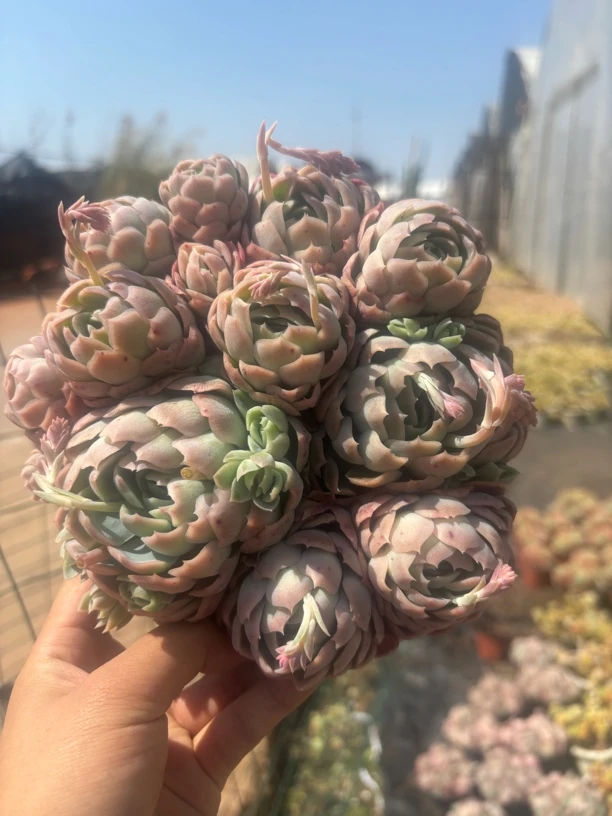 多头贝瑞 多肉植物新手好养（满9.9包邮）