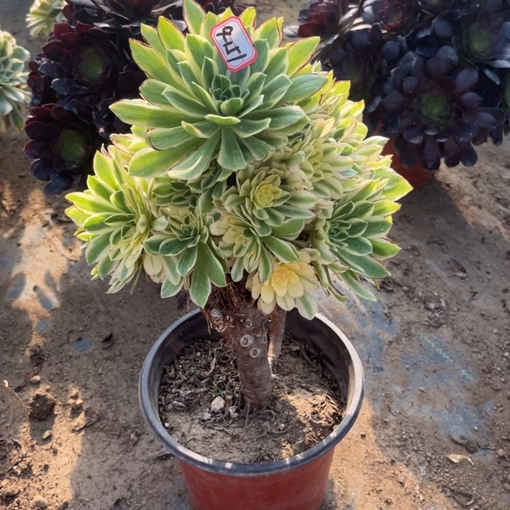 9-151彦宁有瑕疵处理不售后多肉