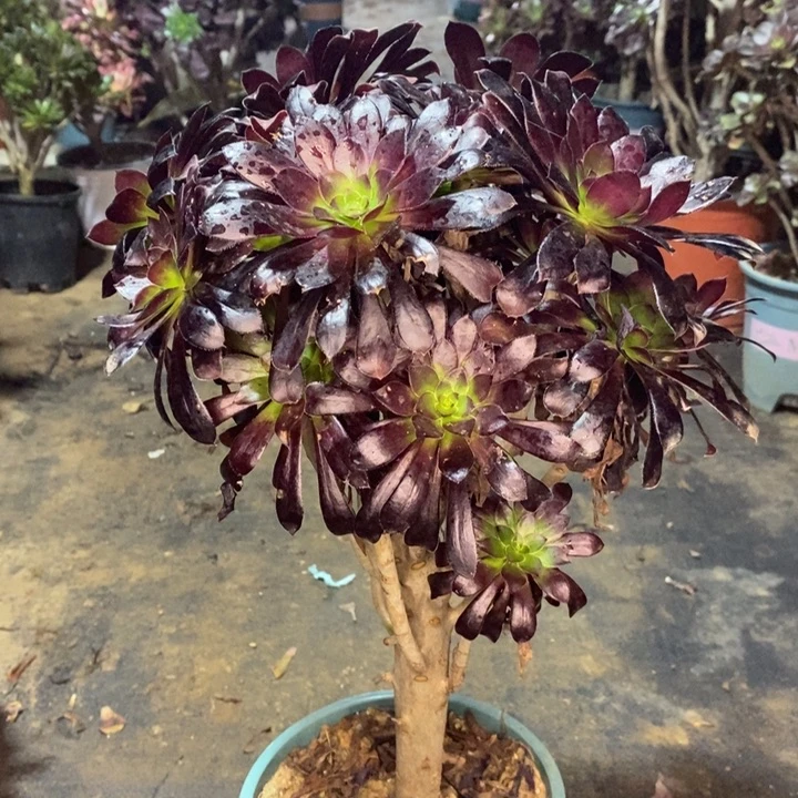 墨法多肉植物97。