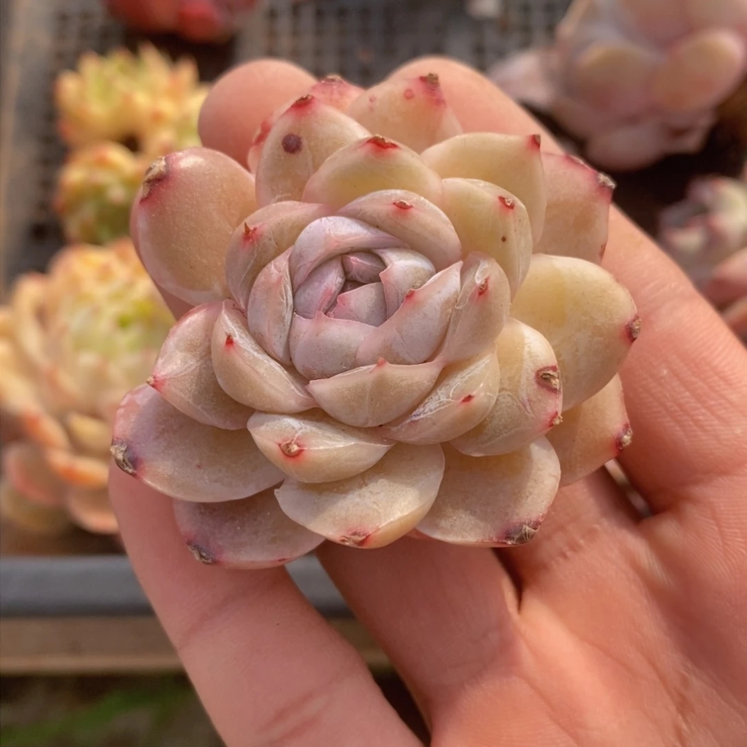 可问主播品种，下滑链接更多品种选择