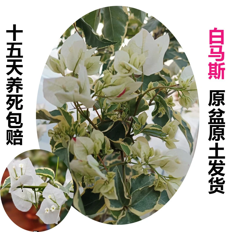 白马斯(三角梅)原生大苗四季开花老桩爬藤植物