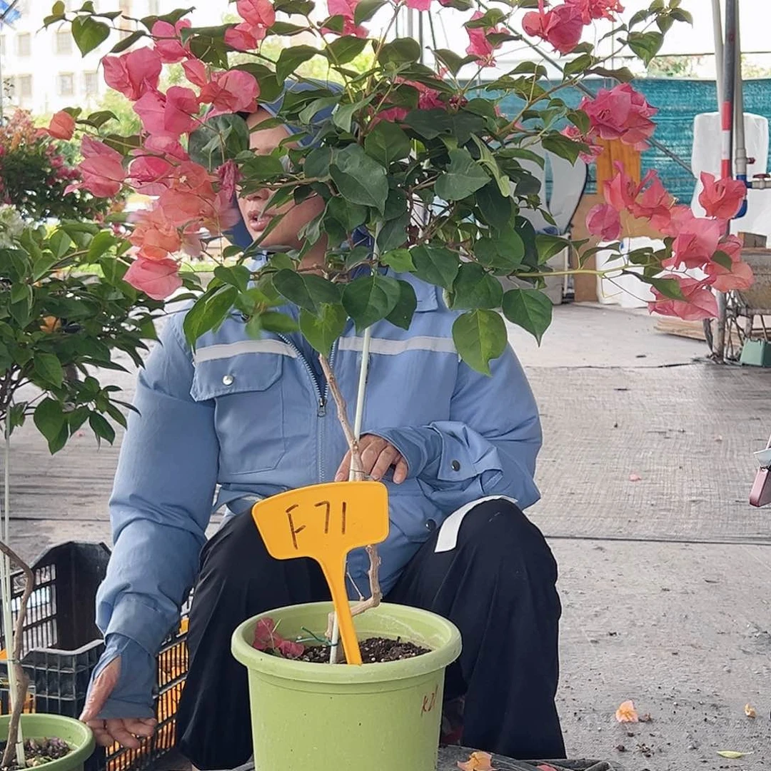 ****你大部分开放少量花苞F71暗夕