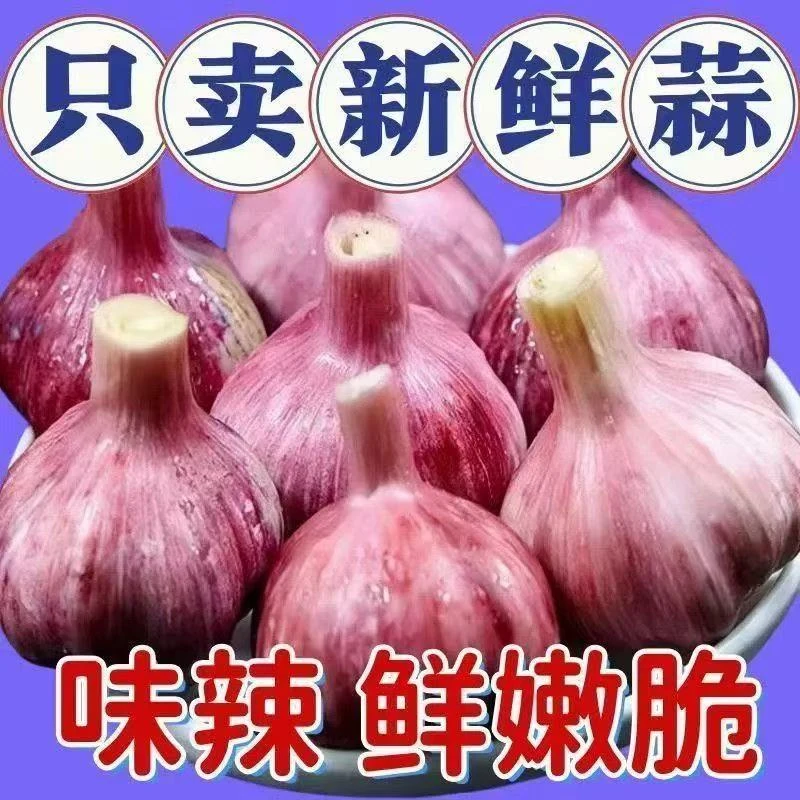 【新鲜健康】河南紫皮新鲜现挖大蒜头可腌制糖醋蒜香辣多汁