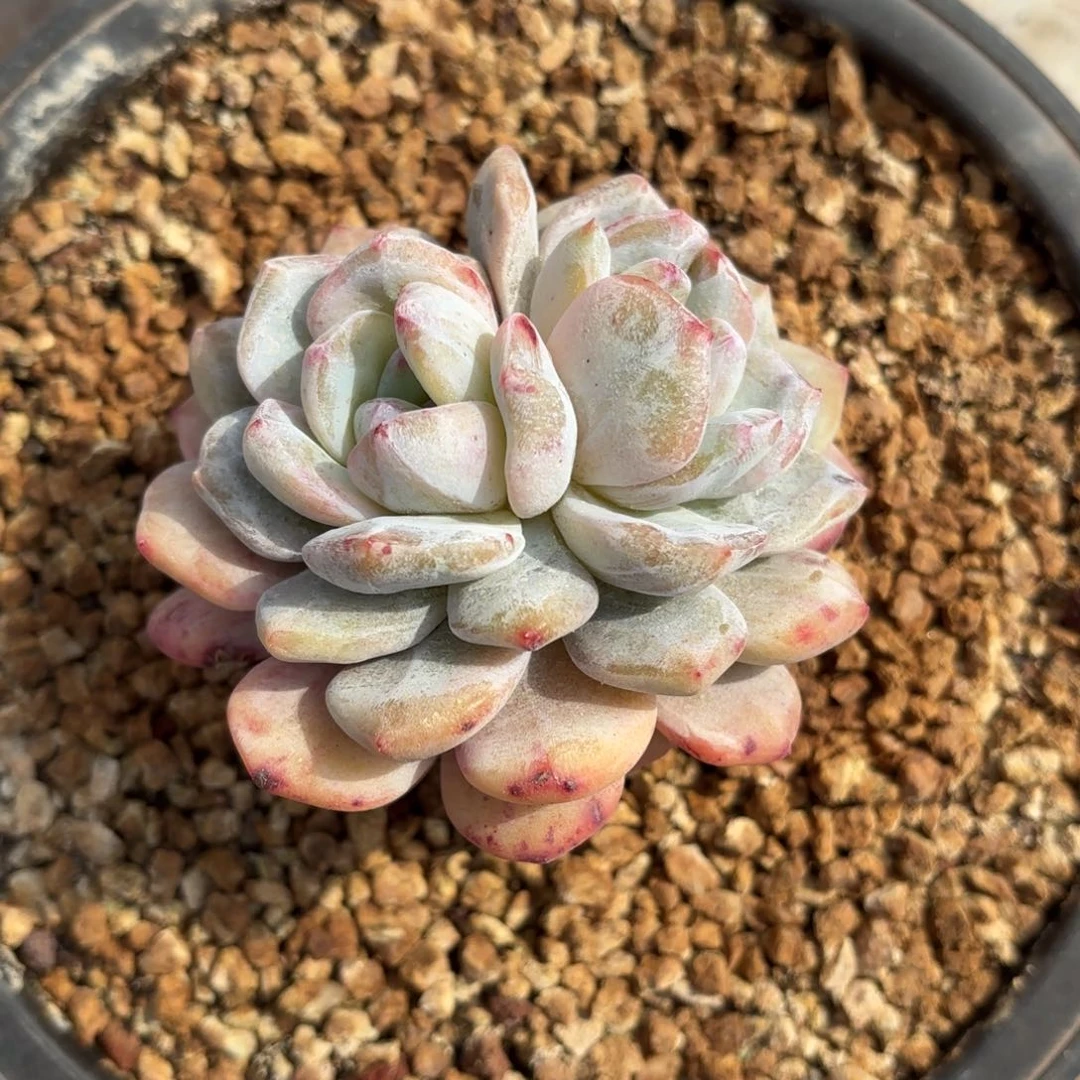 布羞妹妹的雪天使石化回家