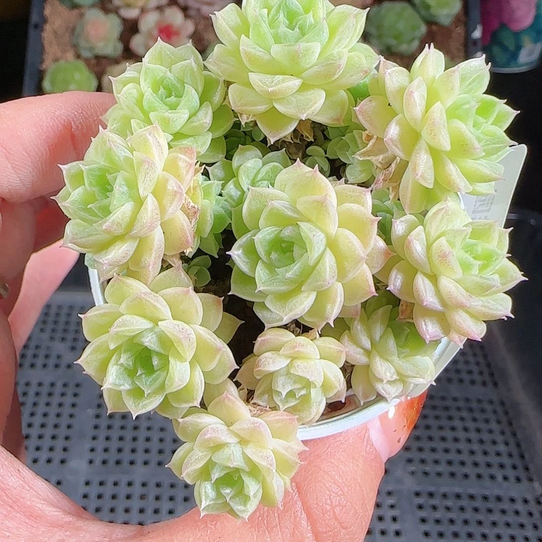 1027--441一物一拍