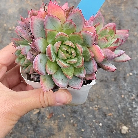 259多肉植物老桩