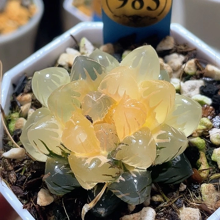 983水中月一物一拍