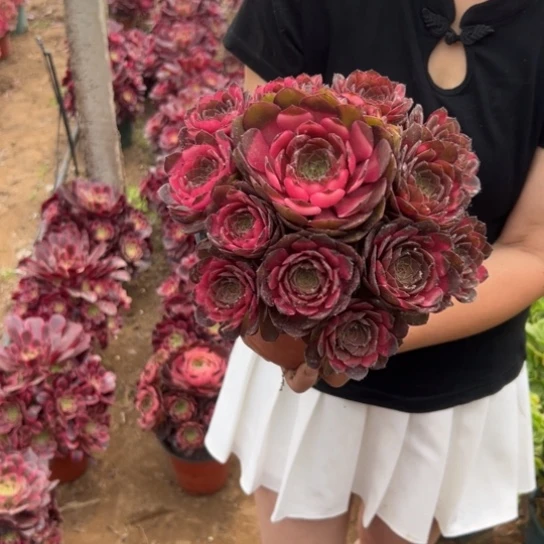 红魔一颗包邮福利18厘米左右