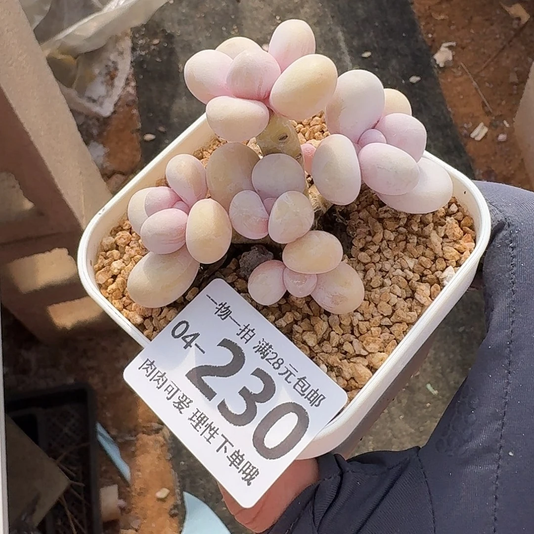 奶酪无盆土发货无盆