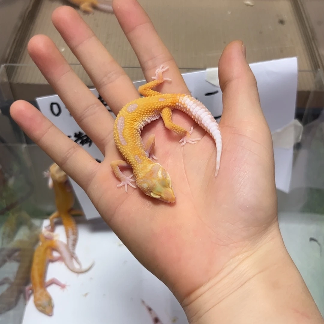 豹纹守宫豹纹守宫