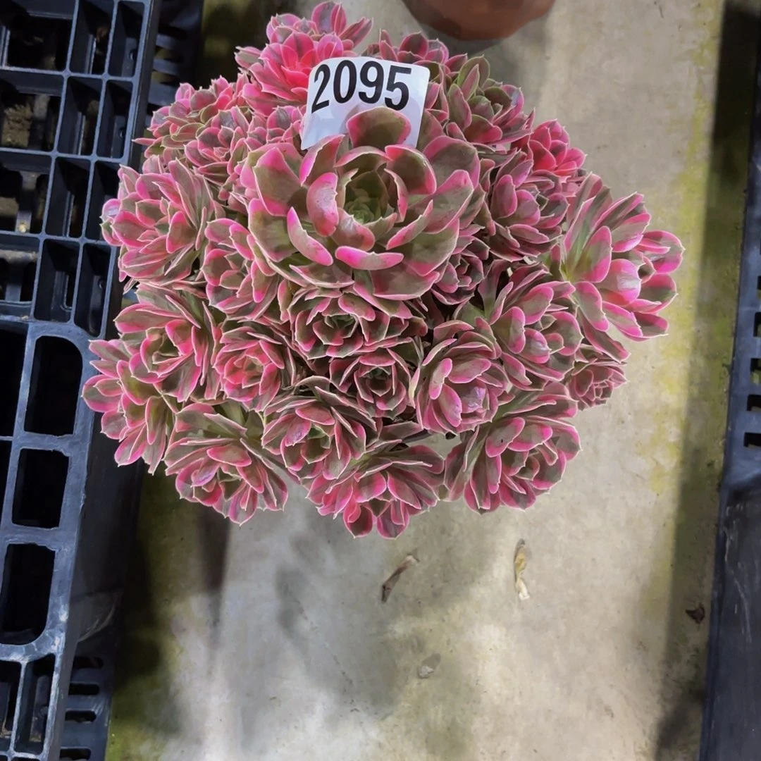 无花朵2095七彩石1111111