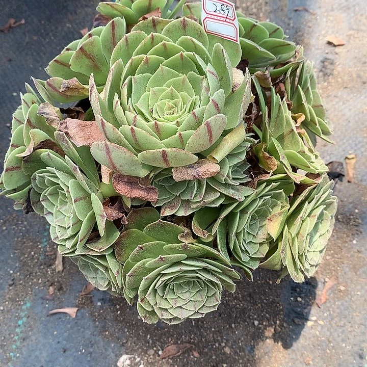 289鸿运多肉植物