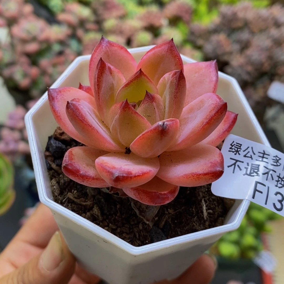 335香槟5cm多肉植物
