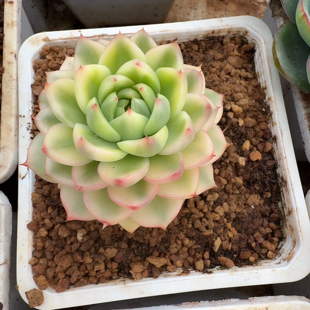 月亮石锦1111226-306