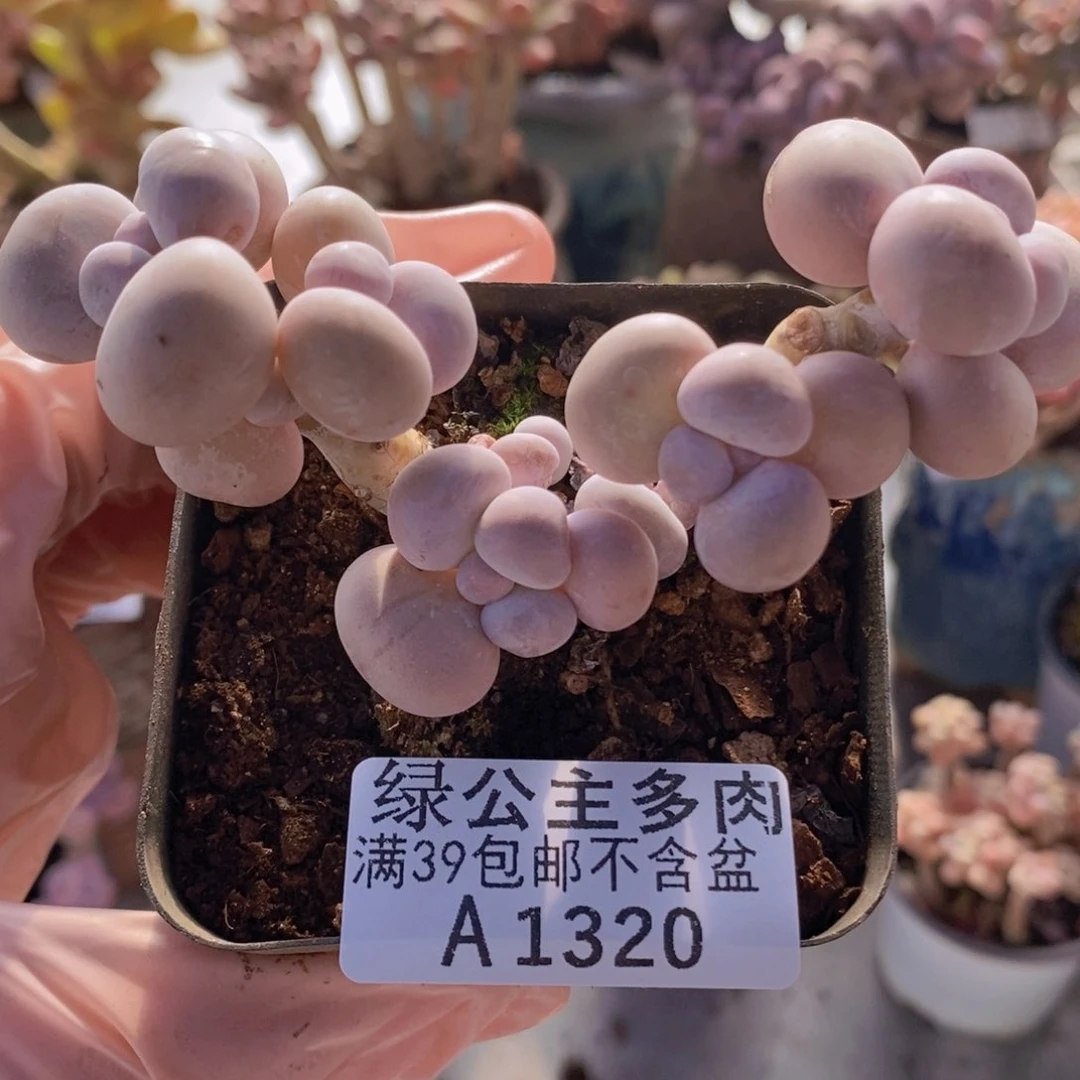 芭比奶洛8cm1320多肉植物