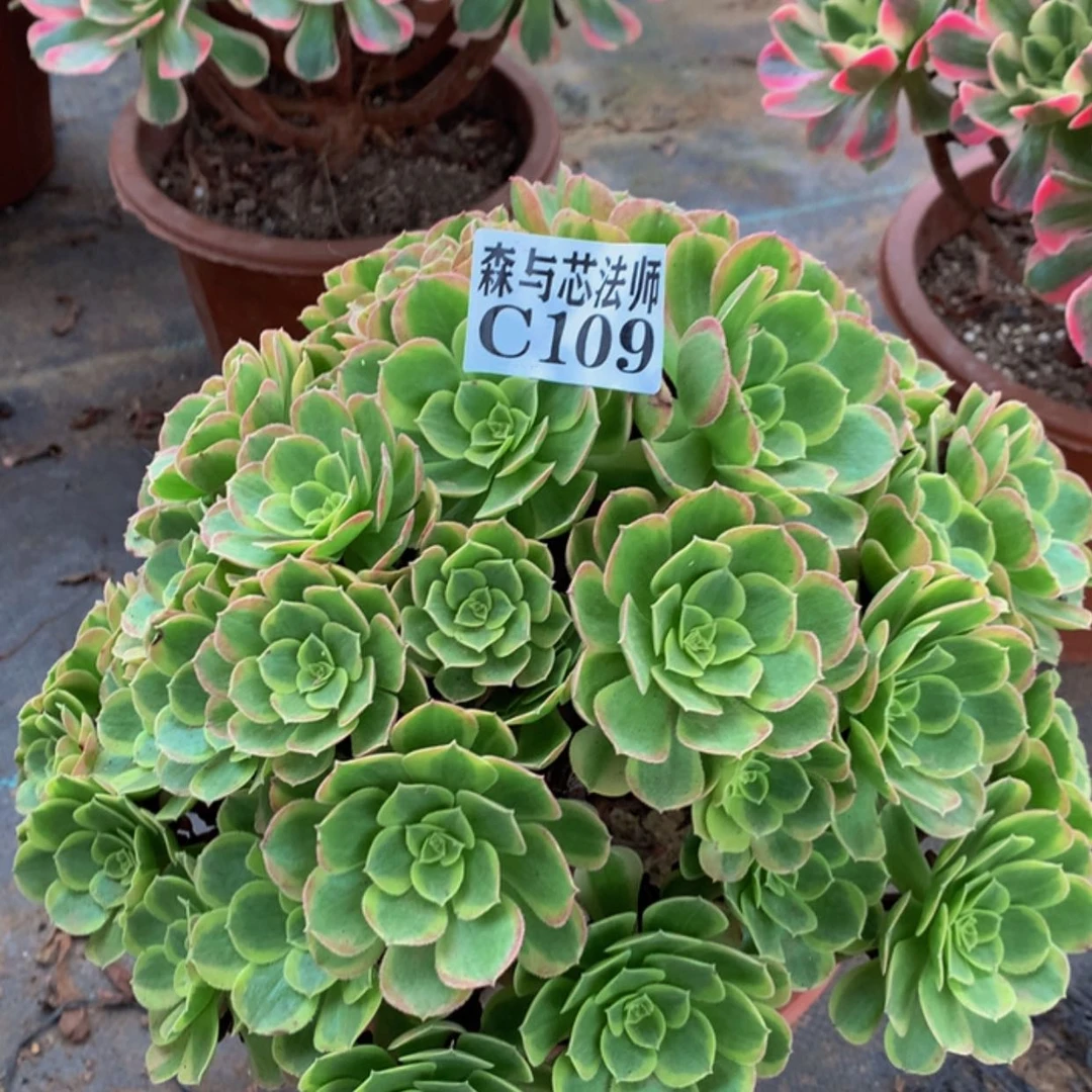 【闪购商品】109奶白