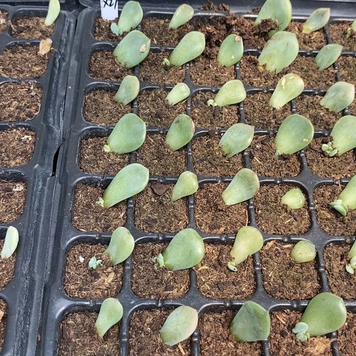 熊猫x27芽苗一个多肉量