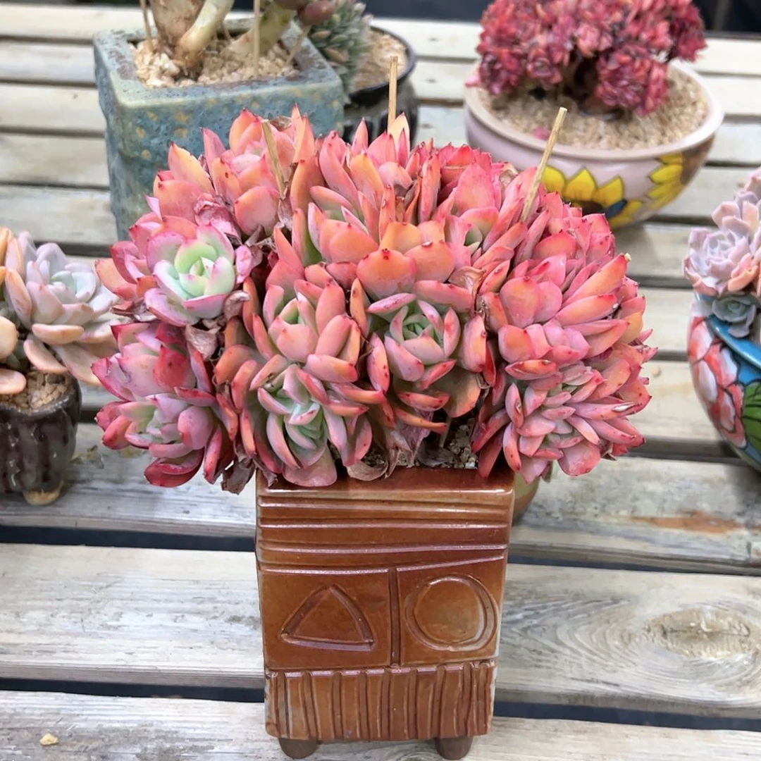 绮罗18 零零多肉植物