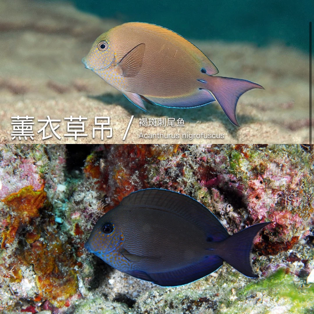 薰衣草吊·野生养定