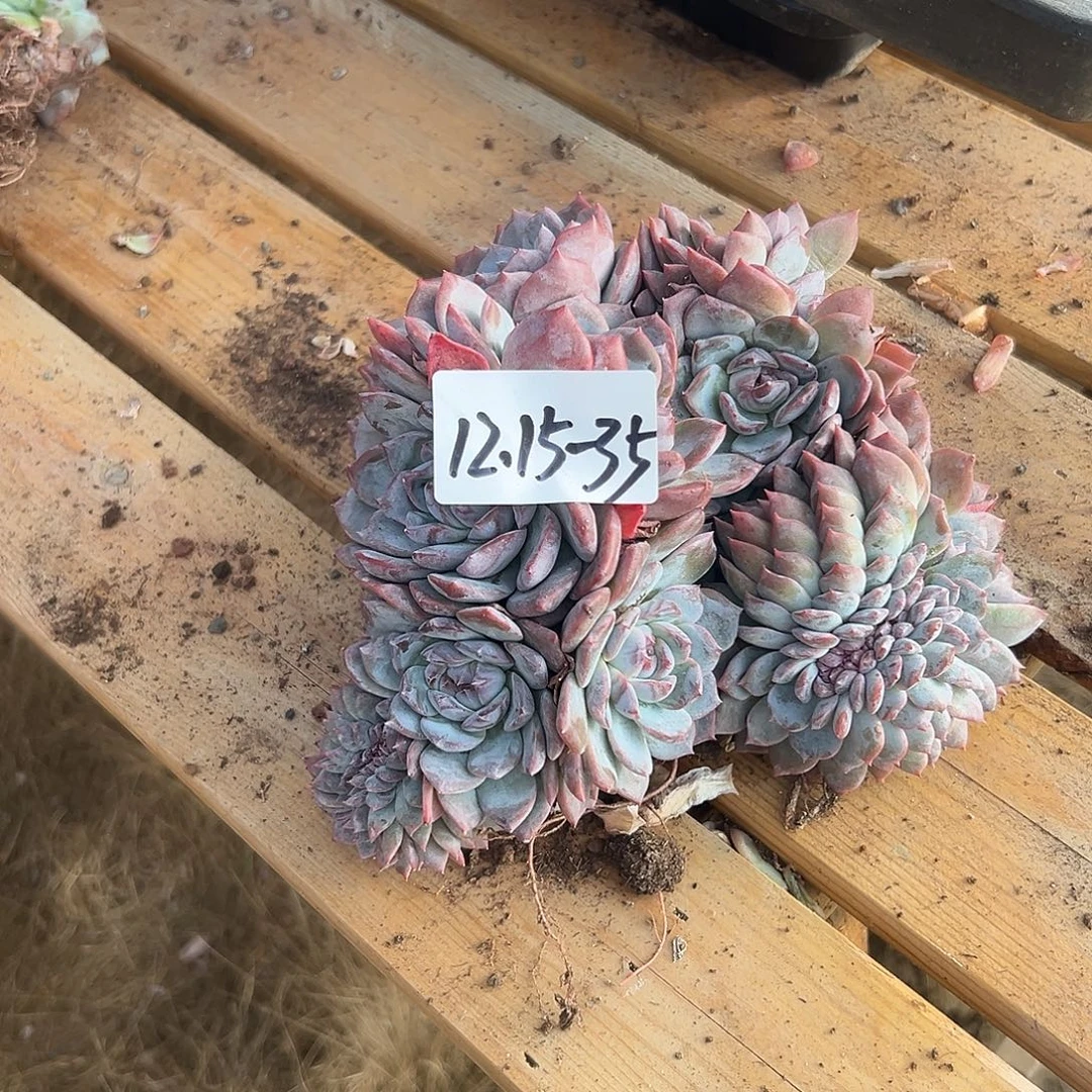 ****丫1215-35糯心冰魄缀微瑕