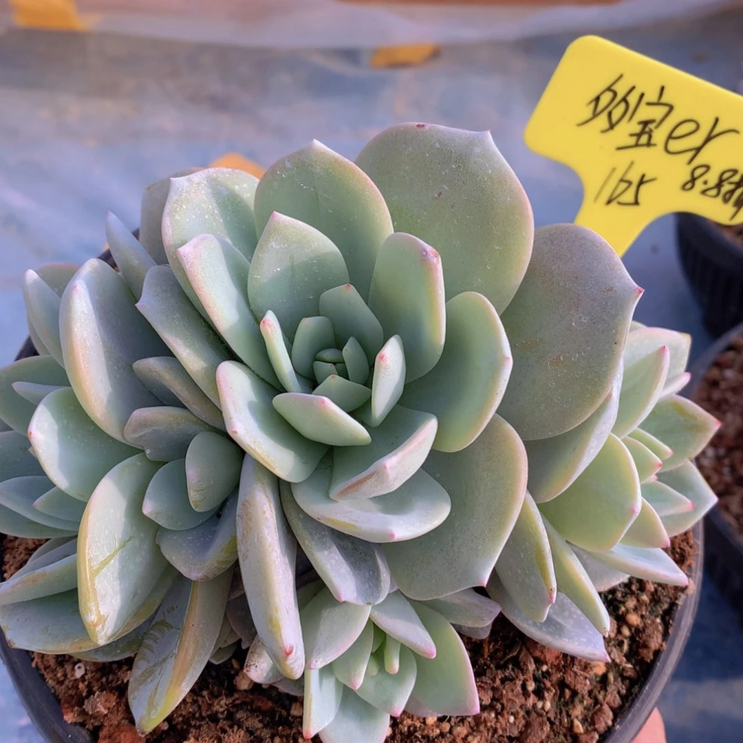 我家的小可爱们都很可爱啊