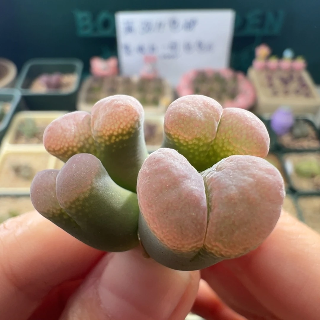 1014/流沙4.5年大母本 翻窗