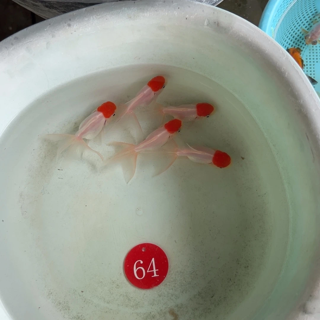 每***烦海水64号四个20顶红一个25顶红