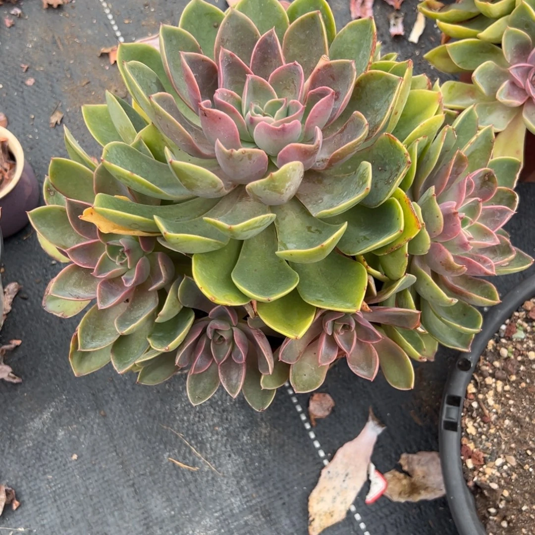 多肉植物紫气东来