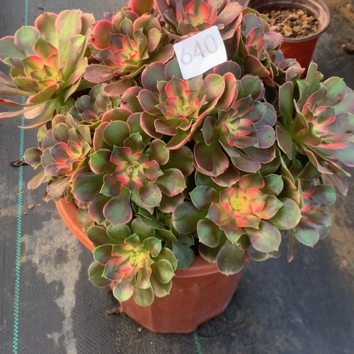 溜***溜649香妃多多肉植物