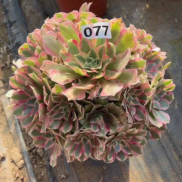 多肉植物叶罗刹077