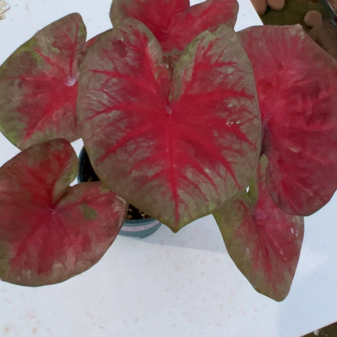 无花朵大球个体泰彩