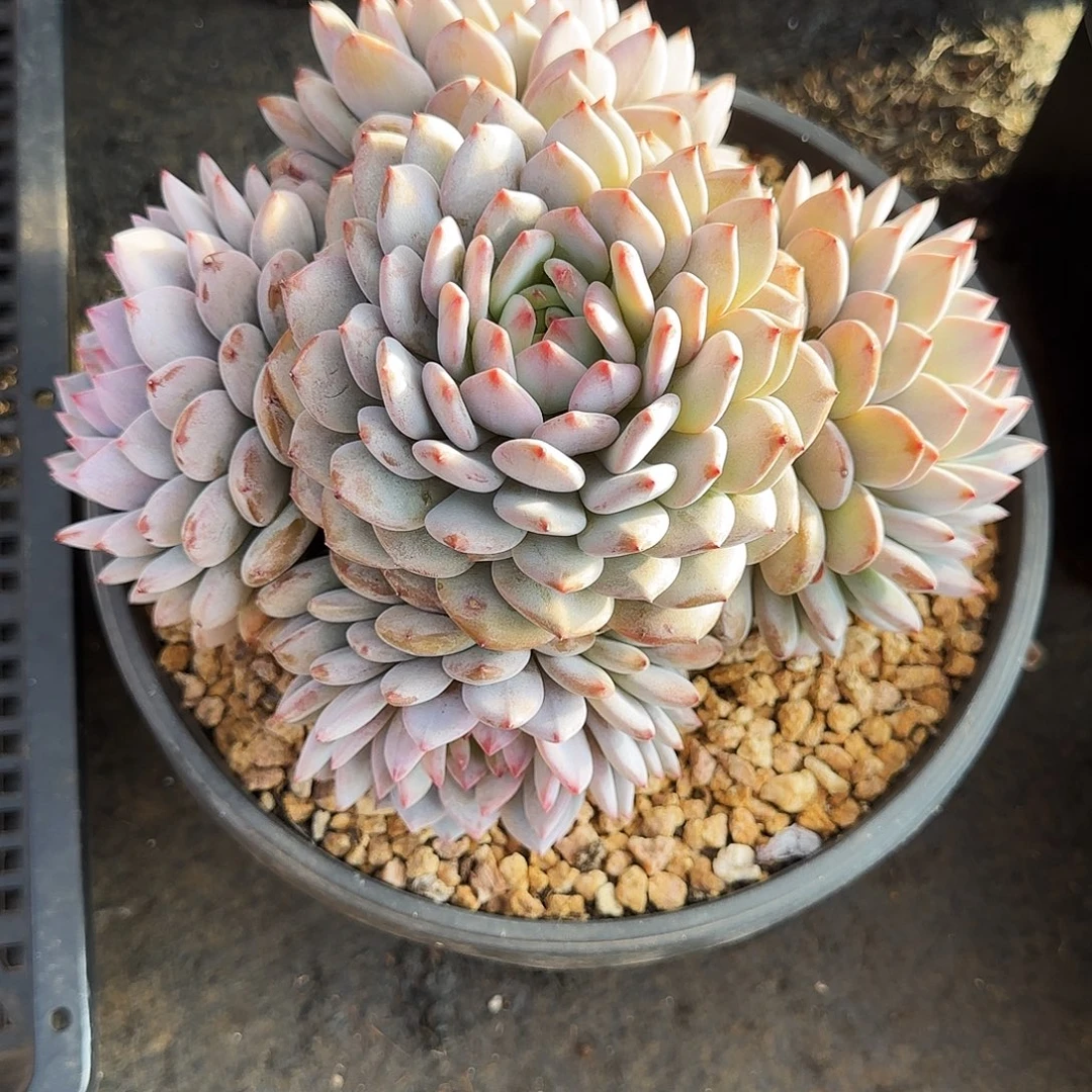 星星橙多肉植物多肉
