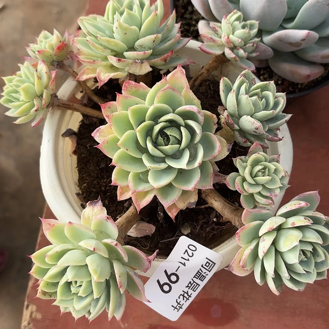 同温层多肉99三色堇