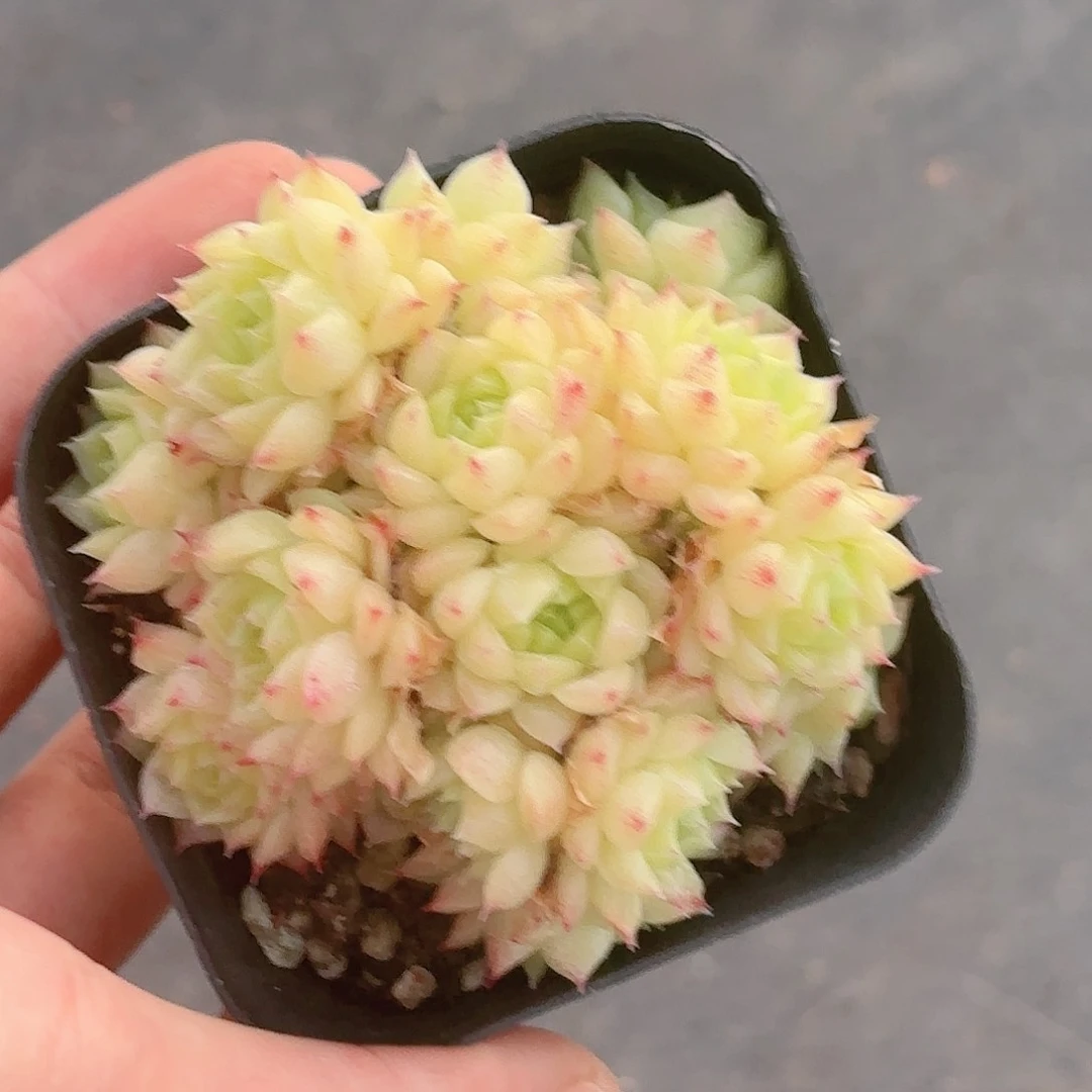 113 新疆西藏內蒙不發貨